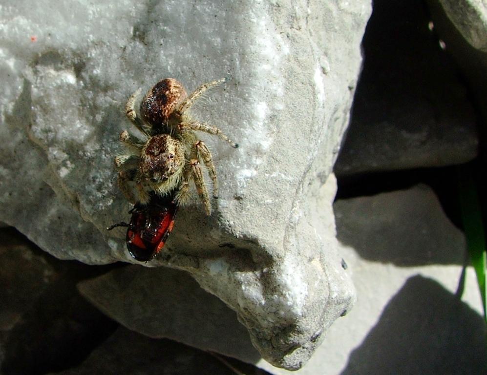 Salticidae spp e la sua preda